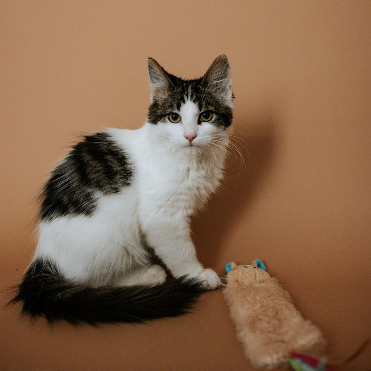 Adorable kitten with fluffy fur posing beside a toy on a plain background.