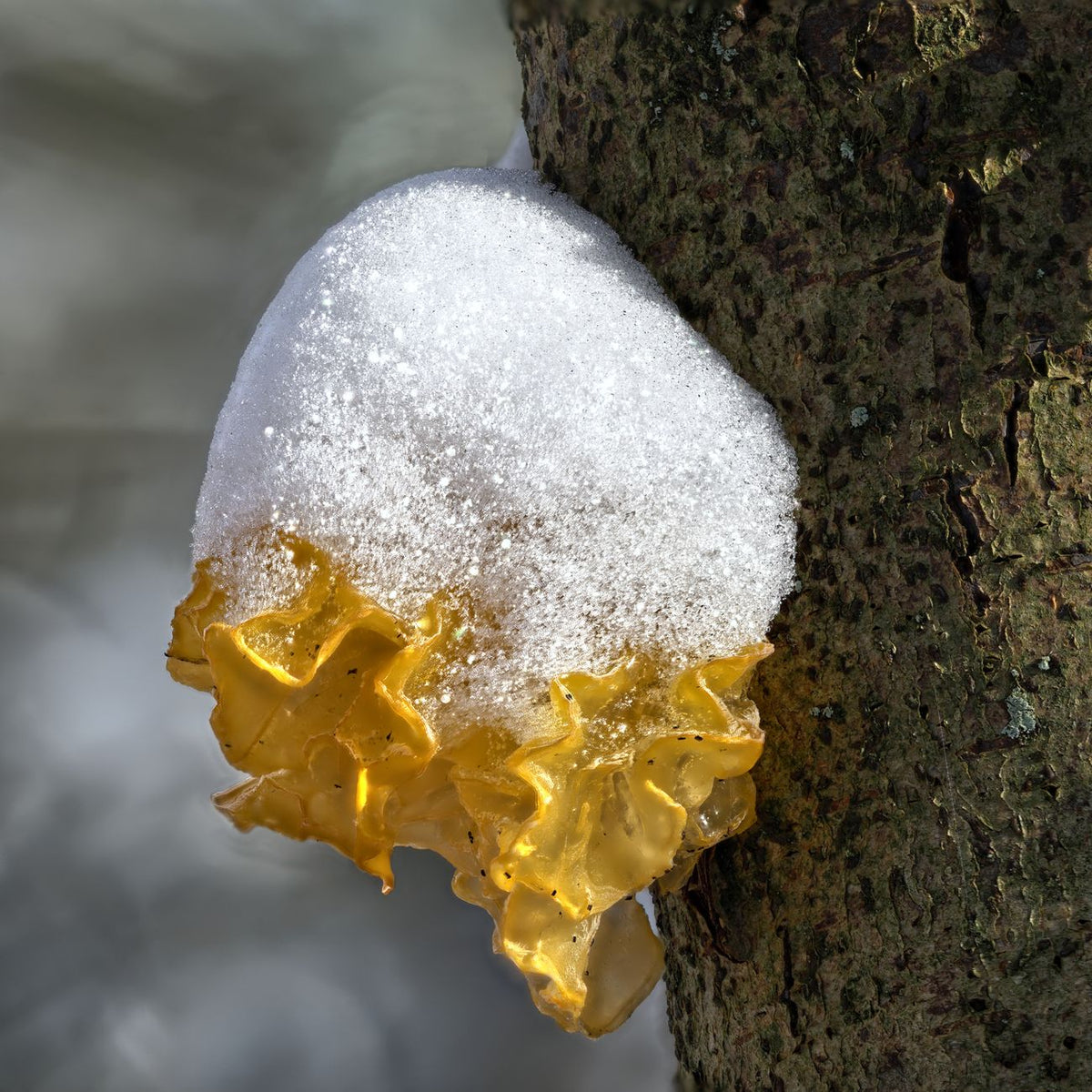 Close-up of a snow-covered yellow brain fungus on a tree in winter Bilthoven.